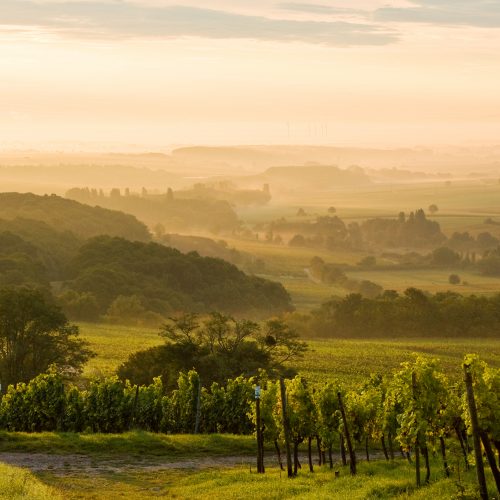 Weinberg in Gleiszellen-Gleishorbach, Abenddämmerung und Nebel