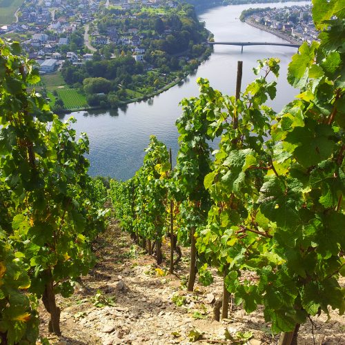 Weinreben an der Mosel Herbst 2015