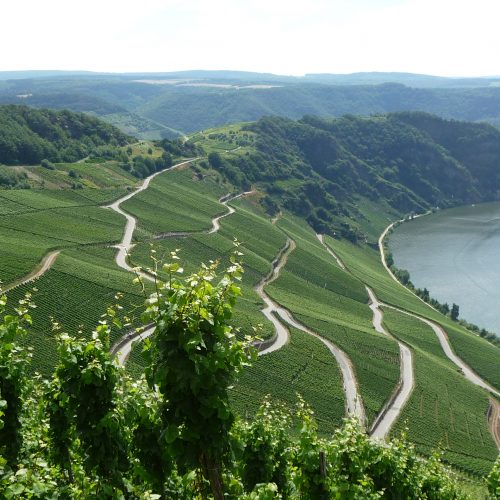 Weinberge an der Mosel